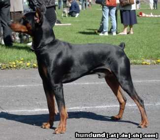 Deutscher Pinscher Hunde Foto 10398 Deutscher Pinscher TOKYO de la Capelliere