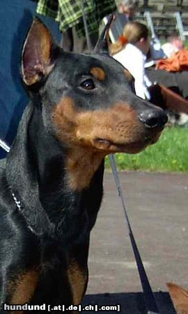 Deutscher Pinscher Hunde Foto 10399 Deutscher Pinscher TOKYO de la Capelliere