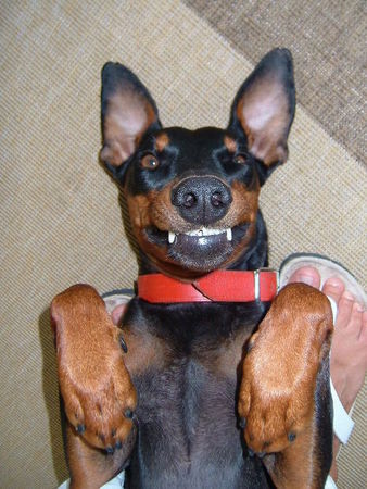 Deutscher Pinscher Hunde Foto 39084 Deutscher Pinscher Tyson als Clown