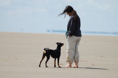 Deutscher Pinscher Hunde Foto 39846 Deutscher Pinscher Kaya - Wir verstehen uns auch ohne Worte