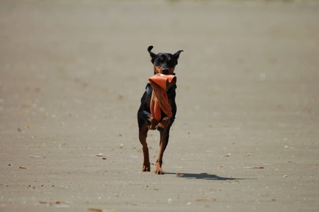 Deutscher Pinscher Hunde Foto 39847 Deutscher Pinscher Kaya - habe was gefunden