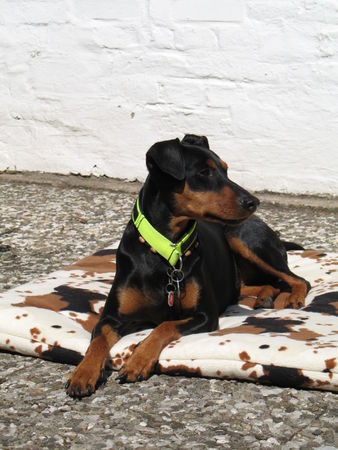 Deutscher Pinscher Hunde Foto 39848 Deutscher Pinscher Kaya