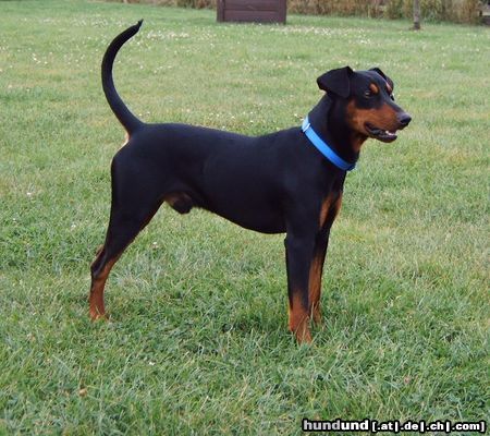 Deutscher Pinscher Hunde Foto 13855 Deutscher Pinscher Hagrid v. Cronsach, VDH Europajugendsieger