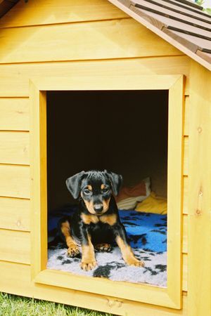 Deutscher Pinscher Hunde Foto 41040 Deutscher Pinscher WelpenFrühlingsResidenz (Haller Deutsche Pinscher)