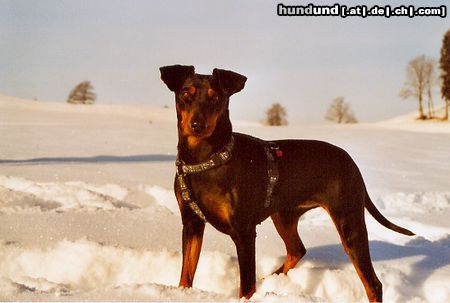 Deutscher Pinscher Hunde Foto 17851 Deutscher Pinscher Winterfreuden im Westallgäu (Dinka von der Hasenburg)