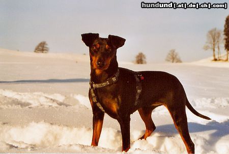 Deutscher Pinscher Winterfreuden im Westallgäu (Dinka von der Hasenburg)