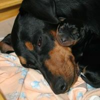 Deutscher Pinscher Hunde Foto 40841 in höherer Auflösung ansehen Deutscher Pinscher Xilly und ihre Tochter