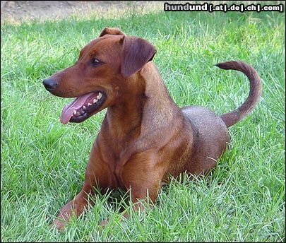 Deutscher Pinscher Hunde Foto 5761 Deutscher Pinscher YAGO VOM AWARENRING 13 Monate