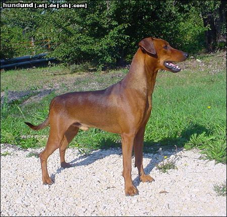Deutscher Pinscher Hunde Foto 5759 Deutscher Pinscher YAGO VOM AWARENRING 16 Monate