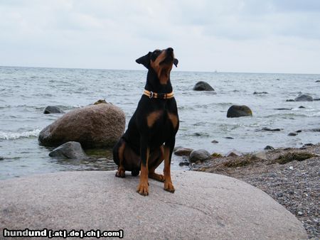 Deutscher Pinscher Ein schöner Niederrheiner