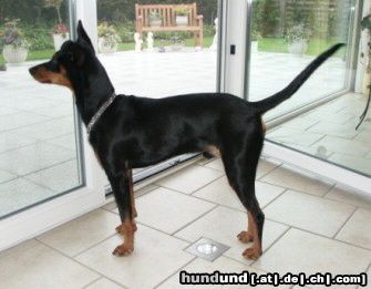 Deutscher Pinscher Hunde Foto 11862 Deutscher Pinscher Xavus von Bansow