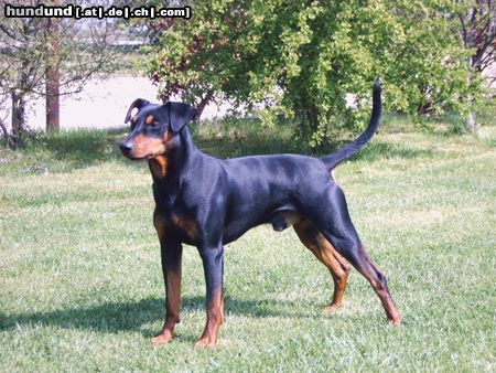 Deutscher Pinscher Hunde Foto 20656 Deutscher Pinscher Hagrid vom Cronsbach