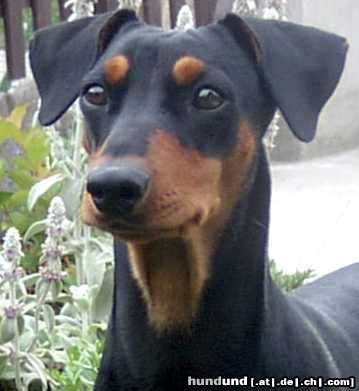 Deutscher Pinscher Hunde Foto 13340 Deutscher Pinscher ARIA ELISSA Skubanek CS geb.12-04-2003