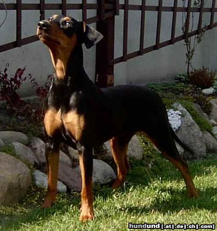 Deutscher Pinscher Hunde Foto 12077 Deutscher Pinscher http://www.pinczeromania.idysk.com/