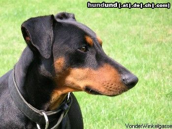 Deutscher Pinscher Sitt von Bansow