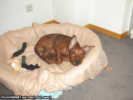 Deutscher Pinscher Hunde Foto 5624 Deutscher Pinscher Basko als Welpe