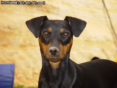 Deutscher Pinscher Hunde Foto 14415 Deutscher Pinscher Shila (Fame vom Dörnle) beim Mäusesuchen