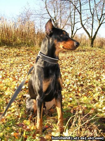 Deutscher Pinscher Hunde Foto 10295 Deutscher Pinscher GRASANT Galant http://www.pinczer.w.pl