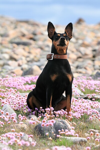 Deutscher Pinscher Hunde Foto 47807 Deutscher Pinscher Abby Ophelia Naturreservat Tjurpannan / Grebbestad Schweden
