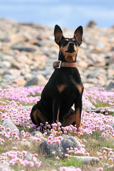 Deutscher Pinscher Abby Ophelia Naturreservat Tjurpannan / Grebbestad Schweden