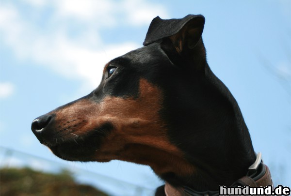 Deutscher Pinscher Deutscher Pinscher Hündin Ophelia .. macht auch im Alter noch ne gute Figur!