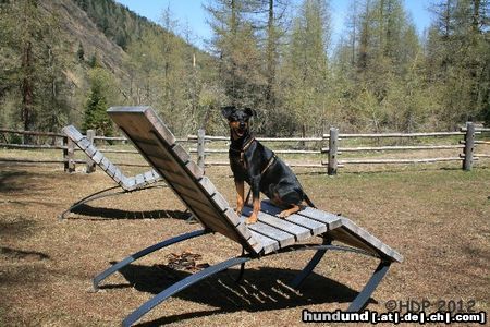 Deutscher Pinscher .. mach mal Pause .. schöne Ferien euch allen