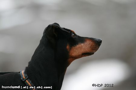 Deutscher Pinscher Dinka, eine vitale Hündin mit über 10 Jahren