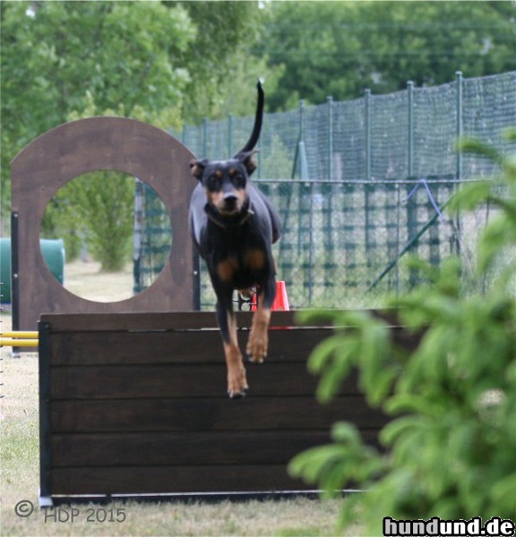 Deutscher Pinscher Deutscher Pinscher Hündin Ophelia mit 10 Jahren - das Alter sieht man ihr nicht an.