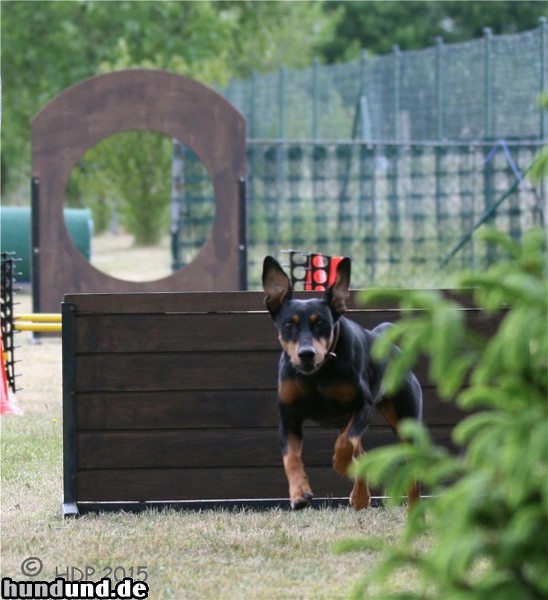 Deutscher Pinscher Deutscher Pinscher Hündin mit 10 Jahren - das Alter sieht man ihr nicht an.