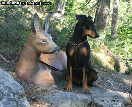 Deutscher Pinscher Hunde Foto 46868 in höherer Auflösung ansehen Deutscher Pinscher Hund mit Rehstatue