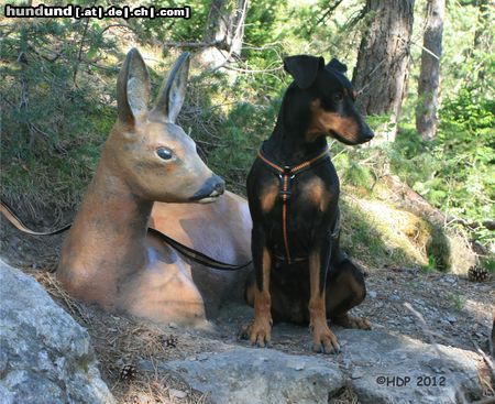 Deutscher Pinscher Hund mit Rehstatue