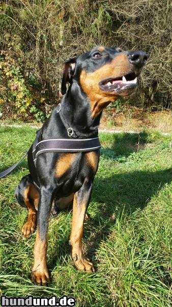 Deutscher Pinscher Entusiasmus (Hugo) Bemus 