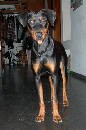 Deutscher Pinscher Hunde Foto 27205 Deutscher Pinscher Lennox, 8 Monate