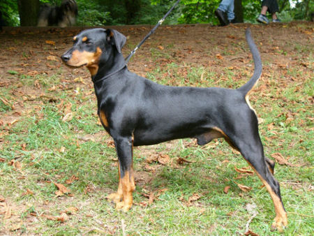 Deutscher Pinscher Hunde Foto 40164 in höherer Auflösung ansehen Deutscher Pinscher
