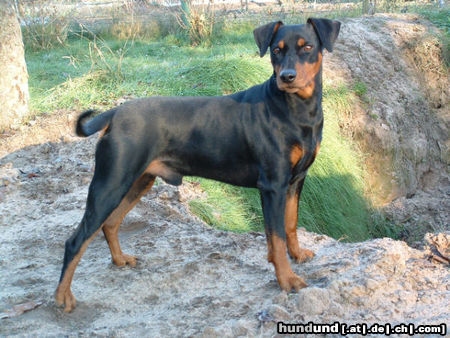 Deutscher Pinscher Hunde Foto 45321 in höherer Auflösung ansehen Deutscher Pinscher Eyk vom Klosterfels
