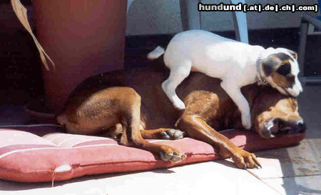 Deutscher Pinscher Hunde Foto 24473 Deutscher Pinscher auja, nicht ins Ohr beissen