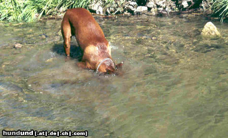 Deutscher Pinscher Hunde Foto 24470 in höherer Auflösung ansehen Deutscher Pinscher