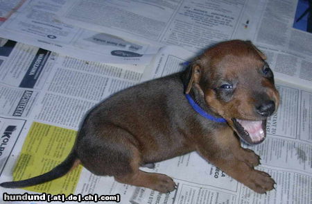 Deutscher Pinscher Hunde Foto 24442 in höherer Auflösung ansehen Deutscher Pinscher Machen oder nicht machen?