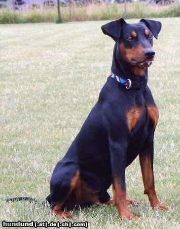 Deutscher Pinscher Hunde Foto 12893 Deutscher Pinscher HAGRID VOM CRONSBACH, VDH Europajugendsieger 2004