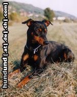 Deutscher Pinscher Hunde Foto 7535 Deutscher Pinscher Henk vom Dänenberg