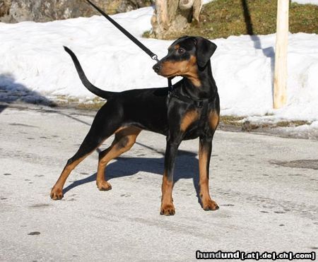 Deutscher Pinscher Indiana v. Awarenring 6 Monate