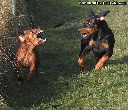 Deutscher Pinscher Indiana v. Awarenring