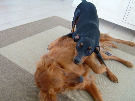 Deutscher Pinscher Hunde Foto 39079 Deutscher Pinscher Tyson am spielen