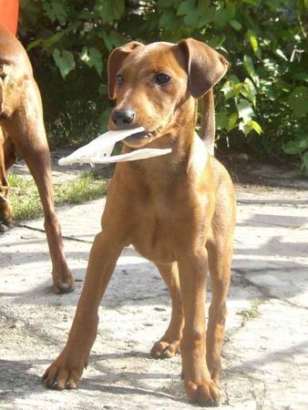 Deutscher Pinscher Hunde Foto 38747 in höherer Auflösung ansehen Deutscher Pinscher Ballanga Bemus