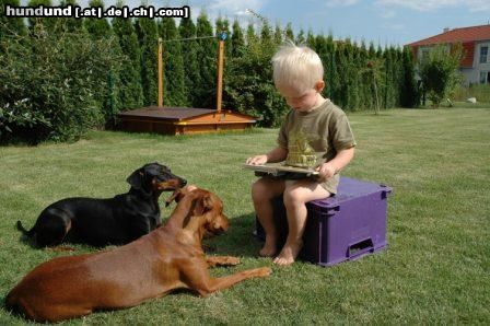 Deutscher Pinscher Hunde Foto 24711 Deutscher Pinscher Hundeschule einmal anders!