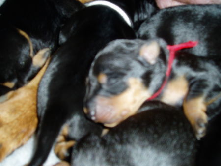 Deutscher Pinscher Hunde Foto 41179 Deutscher Pinscher bin ich nicht niedlich