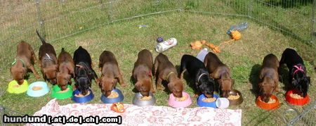Deutscher Pinscher Hunde Foto 24922 in höherer Auflösung ansehen Deutscher Pinscher Mahlzeit! Wir sind schon 5 Wochen jung!