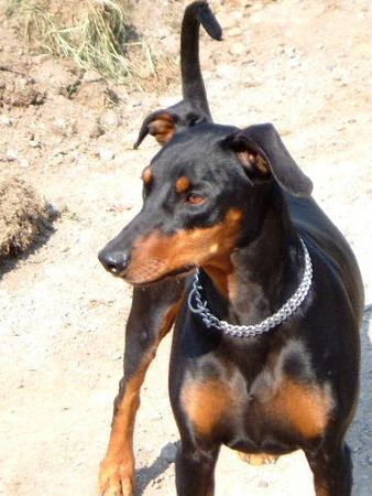 Deutscher Pinscher Hunde Foto 39085 Deutscher Pinscher Tyson von Wachhög