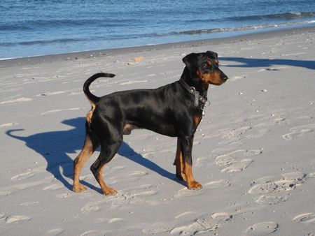 Deutscher Pinscher Hunde Foto 28125 in höherer Auflösung ansehen Deutscher Pinscher Cliff am Strand von Amrum