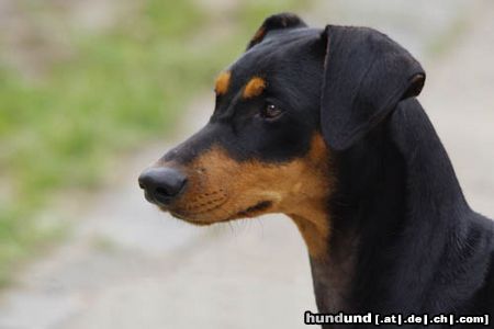 Deutscher Pinscher Hunde Foto 44257 in höherer Auflösung ansehen Deutscher Pinscher aufgenommen auf der Dortmunder Hundeausstellung Mai 2009